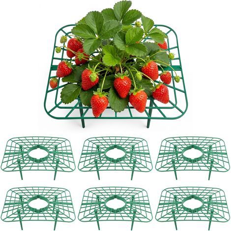 6 Tuteurs fraisiers 25x20x10cm avec Filet réutilisable 4 Pieds, 6 pièces 25x20x10cm, surélevé anti-sol, filet protection (1/5)