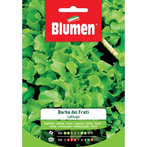 LATTUGA BARBA DEI FRATI BLUMEN