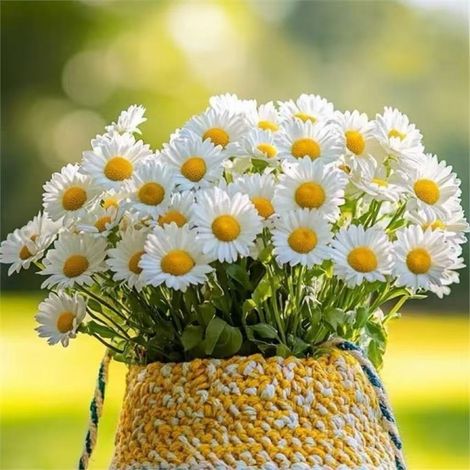 Graines de marguerite blanche(2000 graines),graines de fleurs,pour jeunes plants en pot d'intérieur et d'extérieur,floraison prolongée,engrais inclus (1/5)