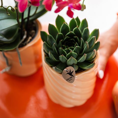 Plante Grasse Succulente Echeveria Miranda Plante d'Intérieur Verte Pot Ø 9 cm - PANGIVO (1/5)