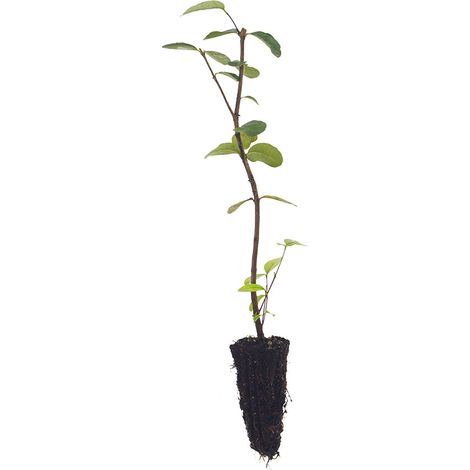 Feijoa sellowiana - fejoa - alveolo forestale