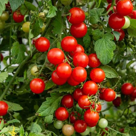 Vilmorin - Tomate Cerise Bio (1/2)