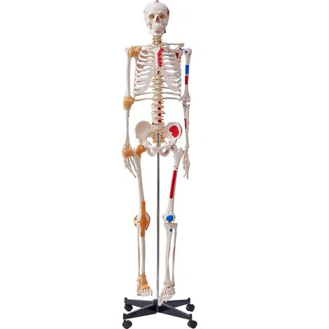 Modèle Anatomique du Squelette Humain 182 cm de Haut Squelette Humain Anatomique avec Marquage des Muscles Modèle d'Enseignement Détaillé en PVC avec Support en Inox Stable Médecine Recherches (1/5)