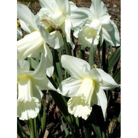 Narcisse trompette 'Mount Hood' Bulbe calibre 14/16 (par 10) (1/3)