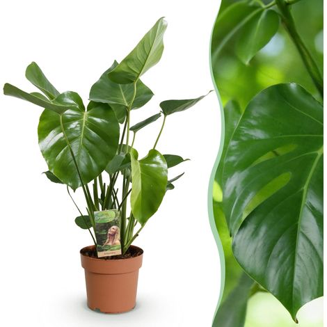 Monstera Deliciosa Plante à Trous d'Intérieur Verte Facile d'Entretien Pot 21 cm 70-80 cm - PANGIVO (1/5)