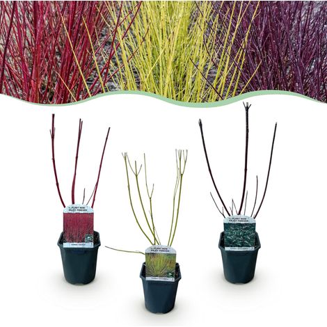 Cornouiller Blanc Lot de 3 Arbustes Décoratifs Branches Colorées Rouge Vert Violet Pot 17cm - PANGIVO (1/5)