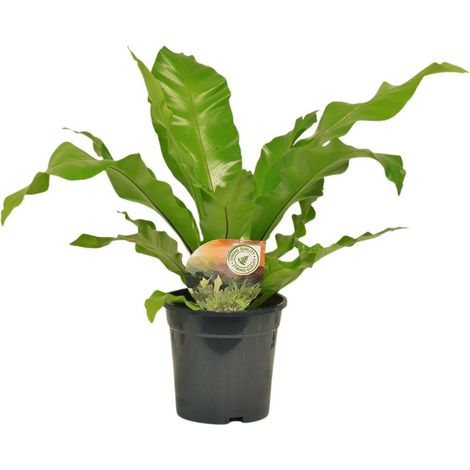 Asplenium Nidus Plante d’Intérieur Feuillage Vert Luxuriant Pot Ø 17 cm Hauteur 60 cm - PANGIVO (1/4)