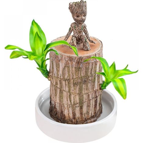 Plante de bois brésilien, plante porte-bonheur, le bois porte-bonheur brésilien purifie l'air intérieur, plante décorative de bureau en bois brésilien (1 plante) (1/5)