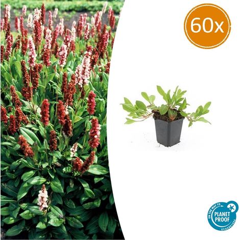 Lot de 60 Persicaria aff. 'Darjeeling Red' Plante Vivace Couvre-sol Rouge Rose 10-25 cm - PANGIVO (1/5)