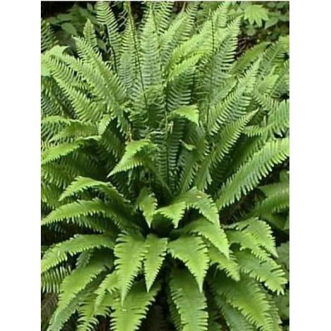 Blechnum en épi Godet de 8/9 cm