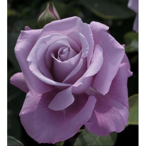 Gardenaria Rosa 'Charles De Gaulle' - Rosa da giardino - Altezza: 40/50 cm (vaso20) (1/2)