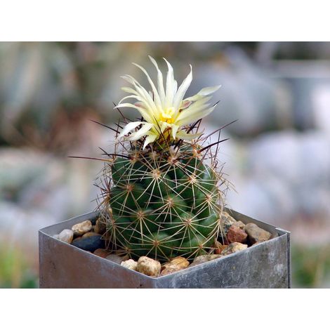 Coryphantha gladiispina - corifanta - vaso 18 cm (1/2)