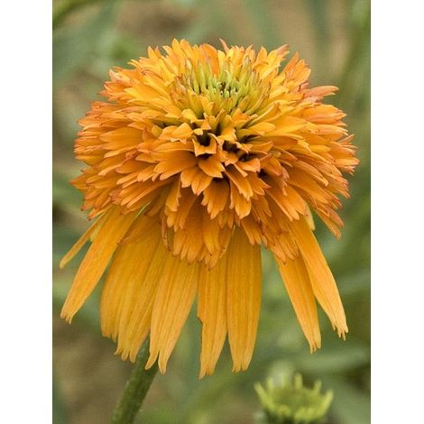Rudbeckia pourpre 'Marmalade' Godet de 8/9 cm (1/4)