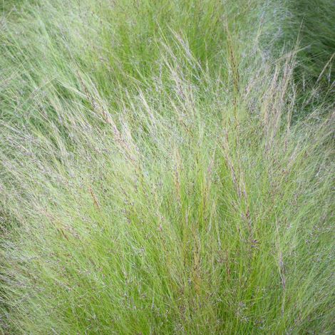 Stipe chevelu - Stipa tenuissima pot 3L (1/2)