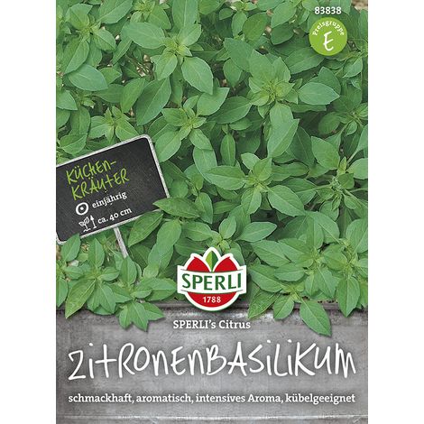 Sperli – Basilic citron Sperli's Citrus – Graines d'aromatiques, hauteur env. 40 cm (1/2)