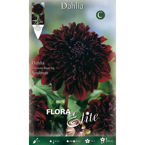 DAHLIA FIOR DI ANEMONE SOULMAN(CONFEZIONE DA 1 BULBO)
