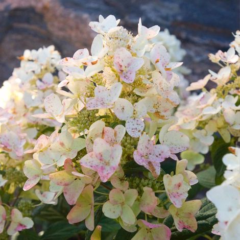 Hortensia paniculé 'Tickled Pink' Pot de 7,5L/10L 60/80cm