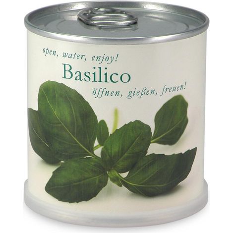 Basilic à faire pousser en boite