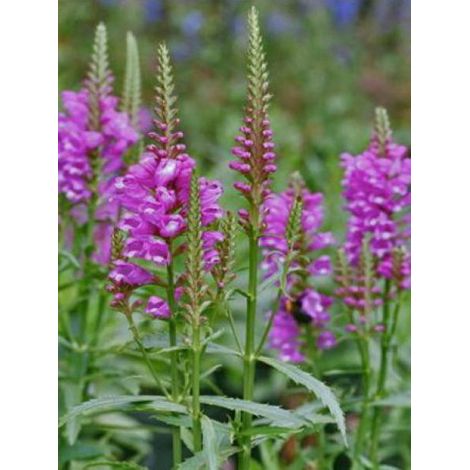 Cataleptique 'Vivid' Godet de 8/9 cm (1/4)