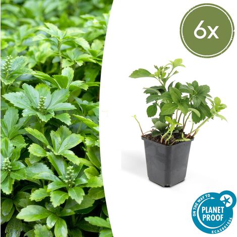 Pachysandra terminalis 'Green Carpet' Lot de 6 Plantes Couvre-sol Persistantes Ombre 10-25 cm Ø 9 cm - PANGIVO (1/5)