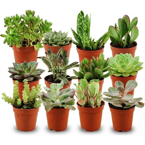 Lot de 12 Mini Succulentes - Mélange de Plantes Grasses Décoratives - Ø 5,5 cm - 5-10 cm - PANGIVO (1/4)