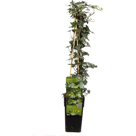 Lierre Grimpant Hedera Helix - Plante Verte d'Intérieur Décorative - Pot Ø 15 cm - Hauteur 65 cm - PANGIVO (1/5)