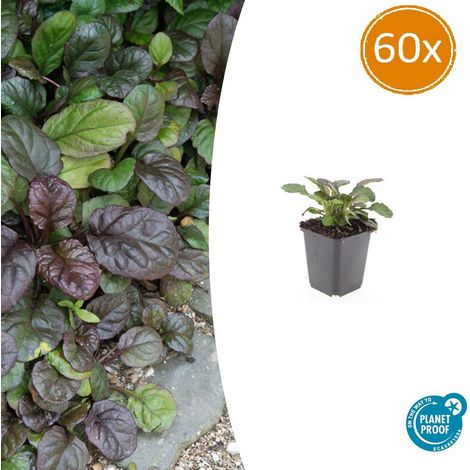 60x Ajuga reptans 'Catlin's Giant' Bugle Rampante Couvre-sol Fleurs Bleues Pot Ø9cm - PANGIVO (1/5)