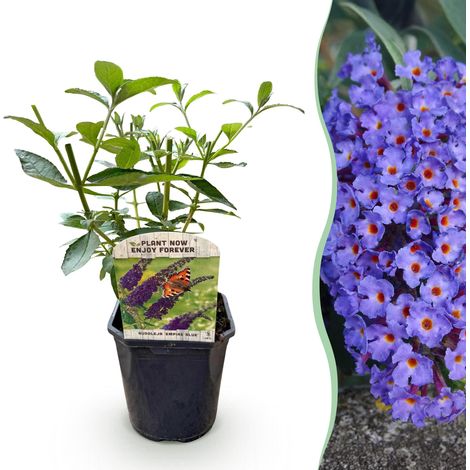 Arbre à papillons Buddleja davidii Empire Blue - Plante de Jardin Rustique - Bleu - Pot 17cm H45cm - PANGIVO (1/5)