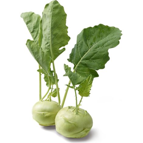 Semi di Cavolo Rapa di Vienna bianco per orto e giardino