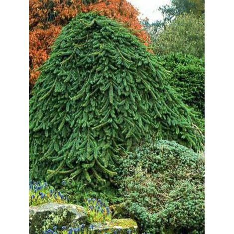 Sapin inversé 'Inversa' Pièce