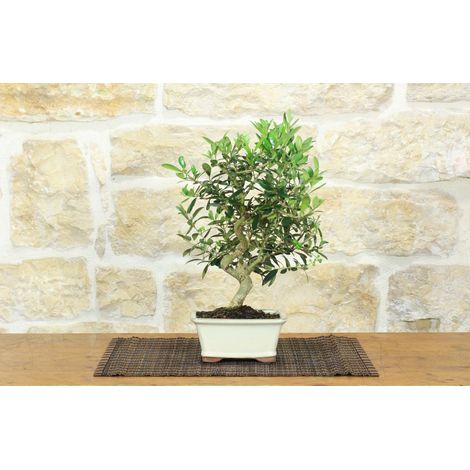 Bonsai di Olivo da frutto in vaso smaltato - età 8 anni Verde (1/5)