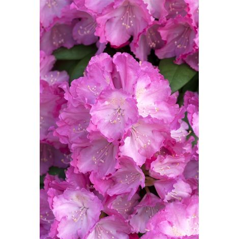 Yaku-Rhododendron 'Polaris' Rhododendron yak.'Polaris' C 3 25- 30 (1/5)