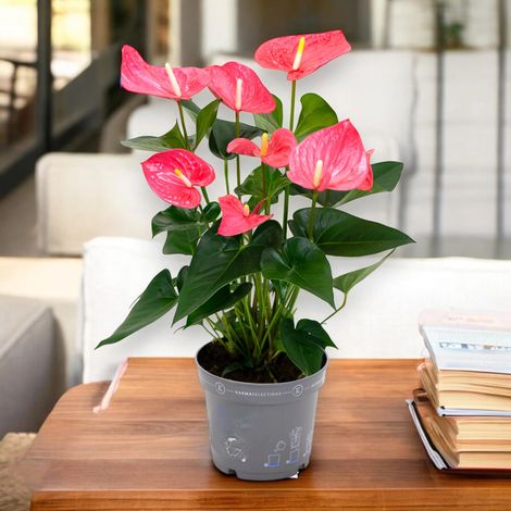 Gardenaria Anthurium 'Karma pink' - Pianta da interno ornamentale - Altezza: 65 cm (vaso 17) (1/5)