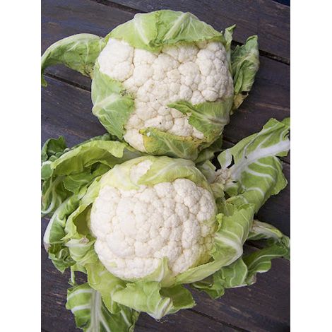 Chou-fleur 'd'Erfurt Boule de Neige' le sachet de 200 graines (1g)