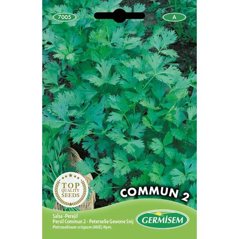 graines Persil Commun 2