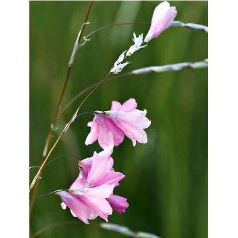 Canne à pêche des anges Godet de 8/9 cm (1/4)