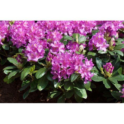 Rhododendron-Hybride 'Pink Purple Dream'® Rhododendron Hybr.'Pink Purple Dream' -R- C 5 30- 40 (1/2)