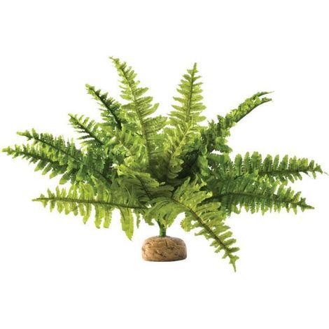 Terrarium exo-terra boston fern fonction oxygénation nettoyage facile