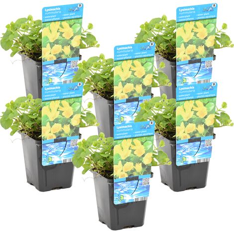 Bloomique - Lot de 6 - Lysimachia Nummularia - Herbe aux écus - Plantes de bassin - Plantes aquatiques - Résistante au gel - Hauteur 10-20 cm - Pot 9 cm (1/3)