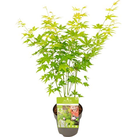 Érable du Japon Acer palmatum Going Green - Plante d'Extérieur Résistante - Ø15 cm H30-40 cm - PANGIVO (1/4)