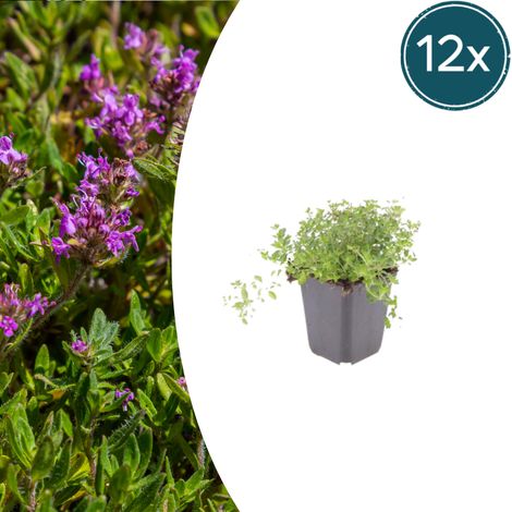 12x Thymus Serpyllum - Thym Serpolet Rampant Couvre-sol Parfumé - Fleurs Violettes - Pot Ø9cm - PANGIVO (1/5)