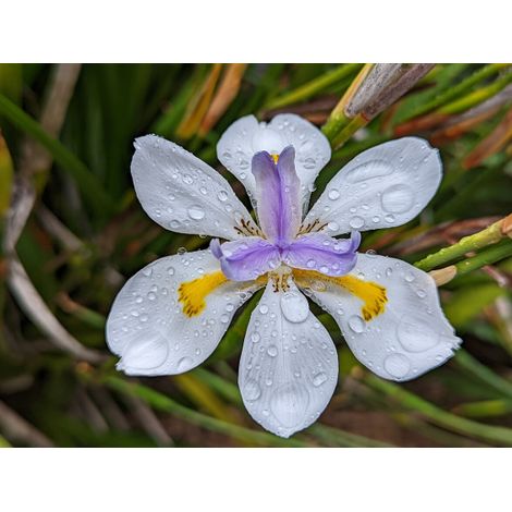 Dietes Grandiflora, vaso 18 foto reali
