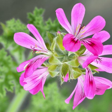 Geranium odorant Citronnelle/Pot de 1L