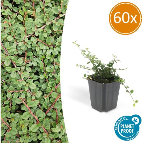 Lot de 60 Cotoneaster Queen of Carpets Couvre-sol Persistant Hauteur 10-25 cm Pot Ø 9 cm - PANGIVO (1/5)