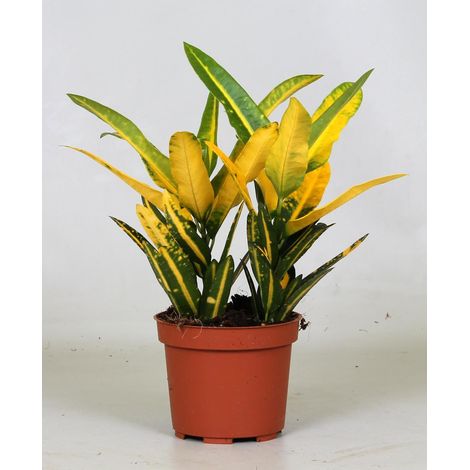 Croton Sunny Star - Plante d'Intérieur Décorative - Feuilles Colorées - Ø12 cm - 30 cm - PANGIVO