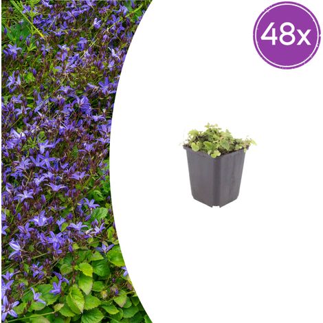 Lot de 48 Campanules des Balkans (Campanula poscharskyana) Vivace Couvre-sol Bleu Pot Ø 9 cm - PANGIVO (1/5)