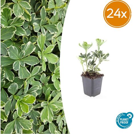 Lot de 24 Pachysandra terminalis 'Variegata' Couvre-sol Persistant Panaché Crème 10-25 cm Ø 9 cm - PANGIVO (1/5)