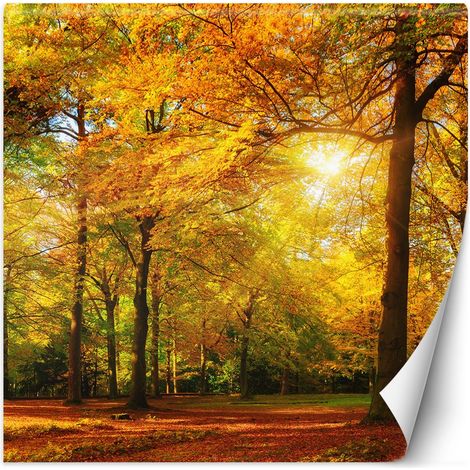 Papier peint mural, Forêt d'automne au soleil - 300x300 (1/5)