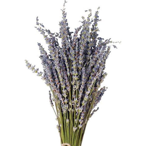 LavanSéchée Bouquet, LavanNaturelle Séchée, 40cm Tige LavanSechees Naturel pour la Décoration Intérieure, L'artisanat, Cadeau, Mariage ou Toute Occasion (1/5)