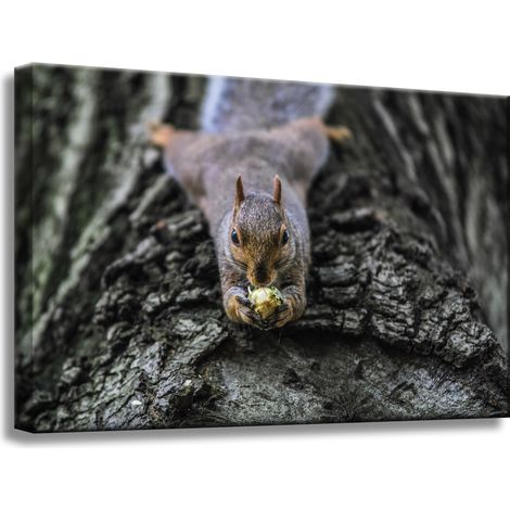 Leinwanddruck Tiere Eichhörnchen Baum 60x40
